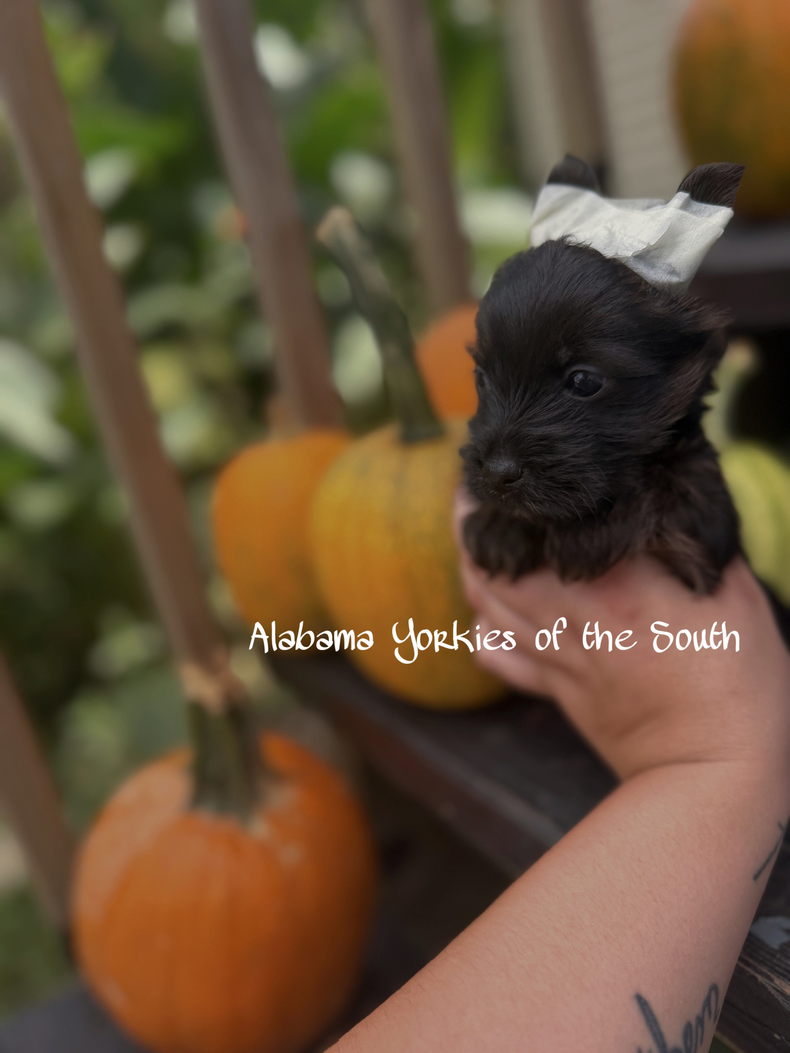 Alabama Yorkies of the South Sierra’s Yorkshire Terrier Babies