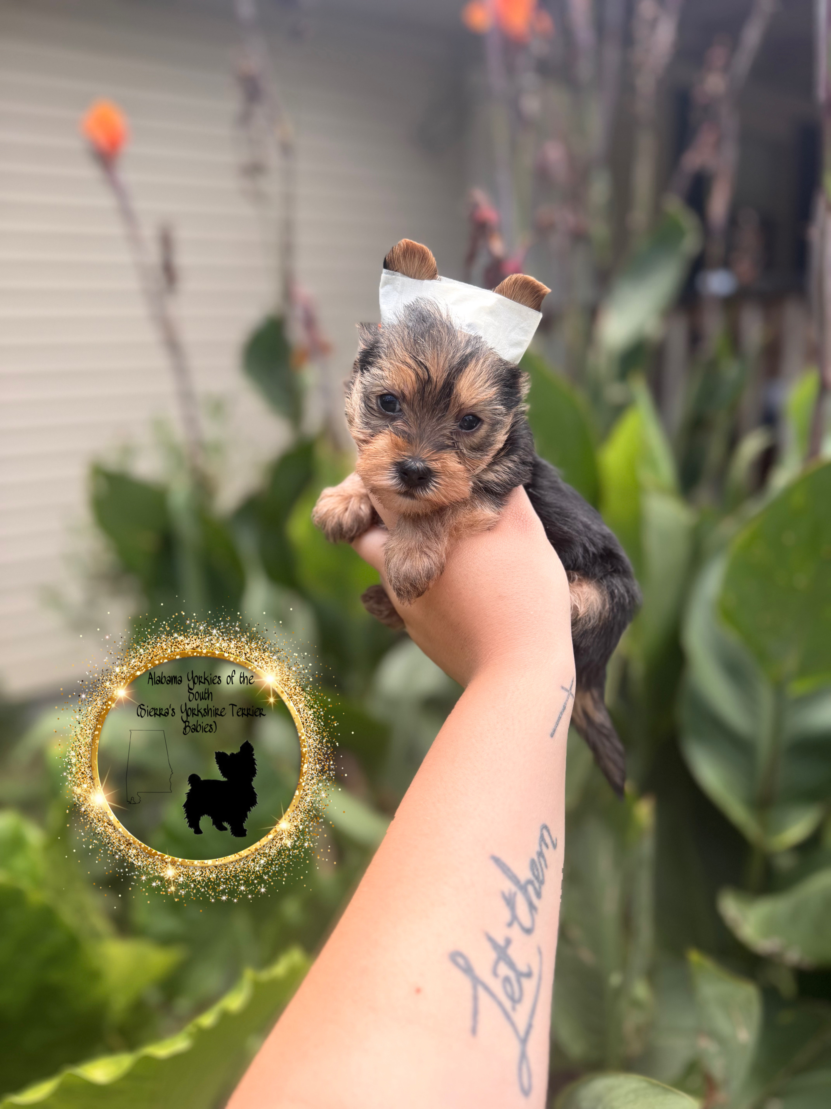 Sierra’s Yorkshire Terrier Babies